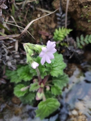 Primula obconica