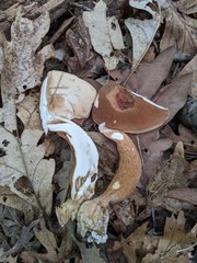 Tylopilus ferrugineus