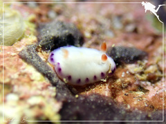 Goniobranchus aureopurpureus