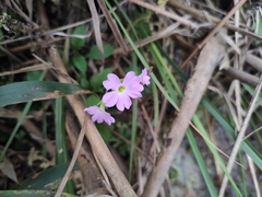 Primula obconica
