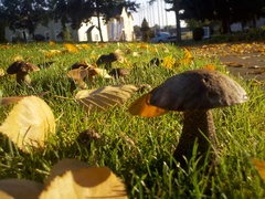 Leccinum scabrum