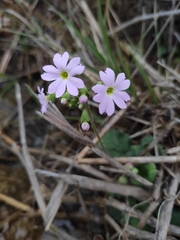 Primula obconica