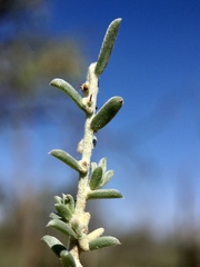 Malacocera tricornis