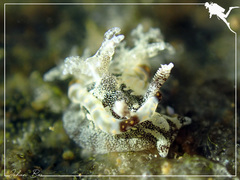 Goniodoris joubini