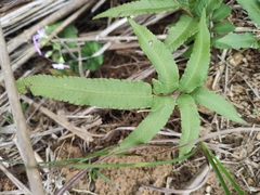 Menisciopsis penangiana