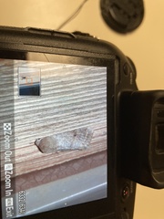 Lomographa glomeraria