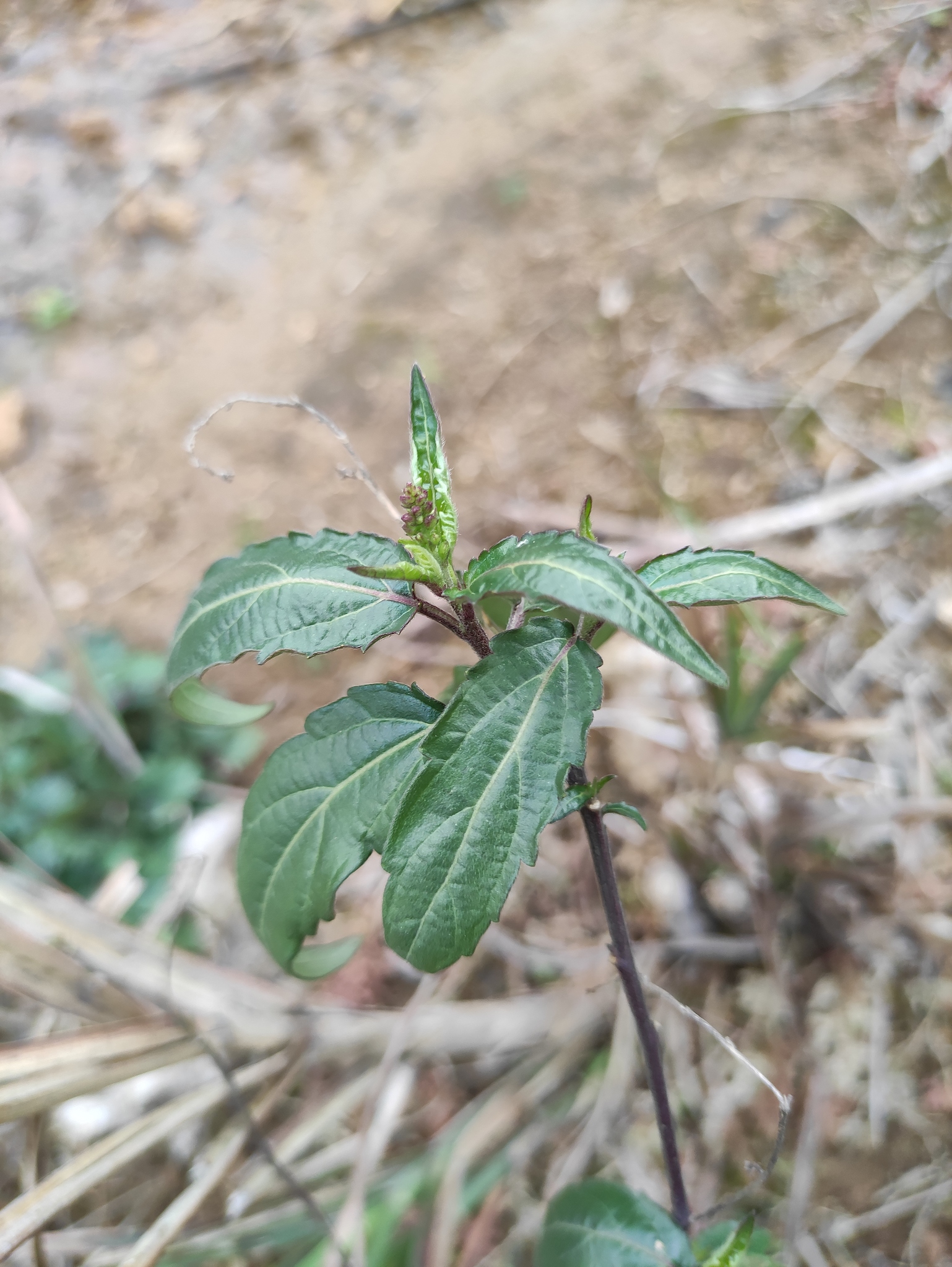 Speranskia