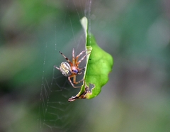 Araneus workmani