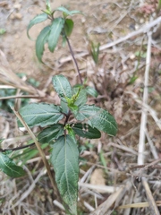 Speranskia cantonensis