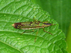 Raphirhinus phosphoreus