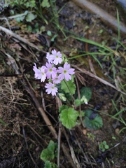 Primula obconica
