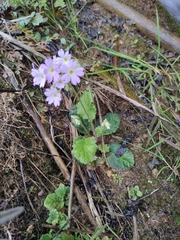 Primula obconica