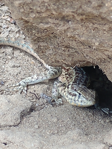 iNaturalist observation photo of Western Side-blotched Lizard