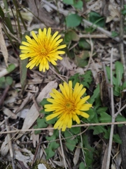Taraxacum mongolicum