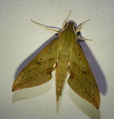 Xylophanes crotonis