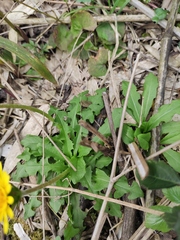 Taraxacum mongolicum