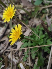 Taraxacum mongolicum