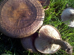Paxillus