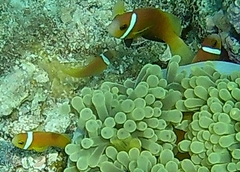 Amphiprion nigripes