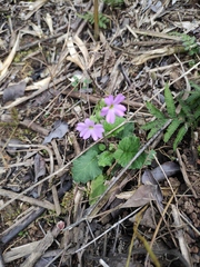 Primula obconica