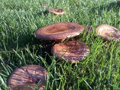 Paxillus