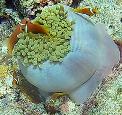 Amphiprion nigripes