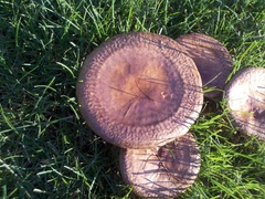 Paxillus