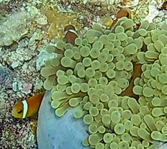 Amphiprion nigripes