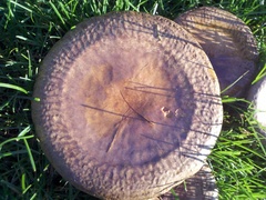 Paxillus