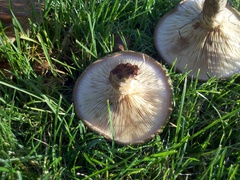 Paxillus
