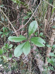 Photinia bodinieri