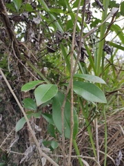 Photinia bodinieri