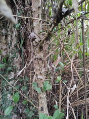 Photinia bodinieri