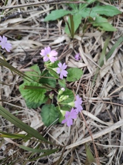 Primula obconica