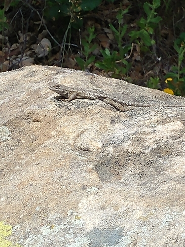 iNaturalist observation photo of Western Fence Lizard