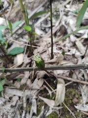 Chloranthus fortunei