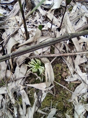 Chloranthus fortunei