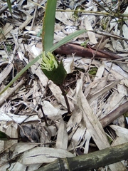 Chloranthus fortunei