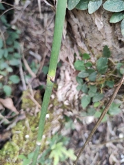 Equisetum ramosissimum