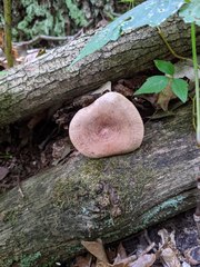 Lactarius quietus incanus