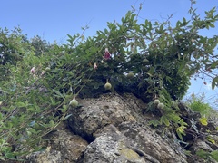 Passiflora pinnatistipula