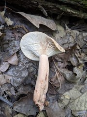 Lactarius quietus incanus