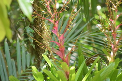 Vriesea philippocoburgi
