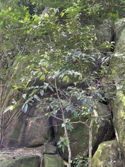 Putranjiva formosana