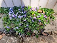 Ajuga pygmaea