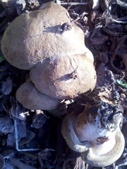 Agaricales
