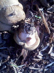 Agaricales