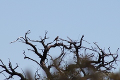 Falco cenchroides cenchroides