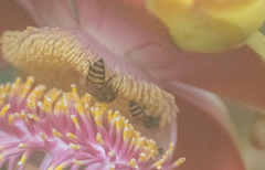Apis florea