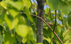 Psilopogon haemacephalus